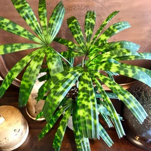 5 Licuala mattanensis Mapu seeds, sacred lotus, palm seeds, licuala seeds - Picture 1 of 1