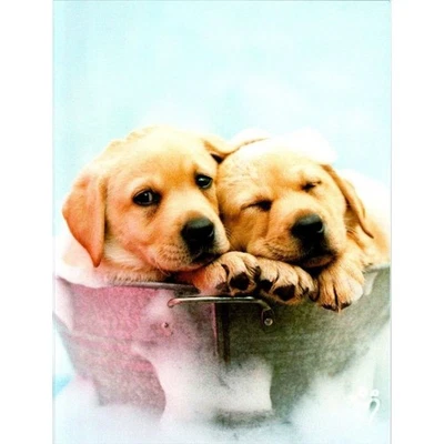New Leanin' Tree Puppies Greeting Card By Rachael Hale Photography Blank Inside - Image 1 of 4