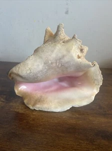 NATURAL QUEEN CONCH SHELL - LARGE, CLEAN - PINK, BEIGE - 7” LONG - BEAUTIFUL! - Picture 1 of 8