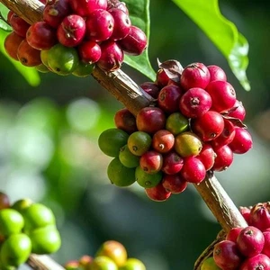 120+ Andungsari Coffee Seedss (Coffea sp.) Coffee Bean - Picture 1 of 6