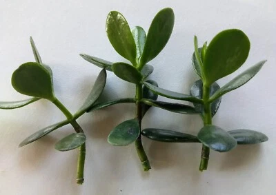 3 plantas de jade planta viva de corte fresco sin raíces listas para plantar Foto 1 de 2