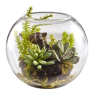 6,5" Mix Sukkulenten Garten mit Glasvase gut abgerundet fast natürlich Display Dekor - Bild 1 von 3