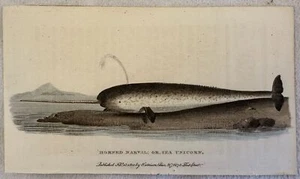 Narval Cornu Ou Licorne De Mer 1800 Xylographie Colorée À La Main - Picture 1 of 1