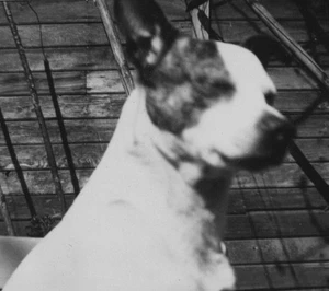 Primer plano desenfoque terrier mezcla mascota perro retrato valla de madera sombras patio trasero - Imagen 1 de 3