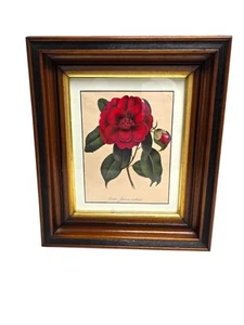 Camelia Japonica con cornice vintage in legno rosso 12" x 14" - Foto 1 di 11