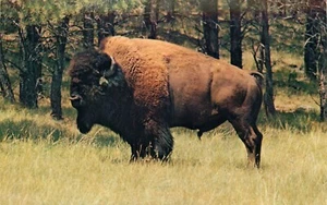 AK Riesiger Männlicher Bison 1977 Unbespielt - Bild 1 von 2