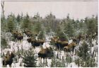 Carte postale animal orignal Charlie Falk photo Terre-Neuve-et-Labrador