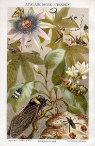 CIKADEN (Insekten)-Chromolithographie-Bibliographisches Institut Leipzig 1885 - Picture 1 of 1
