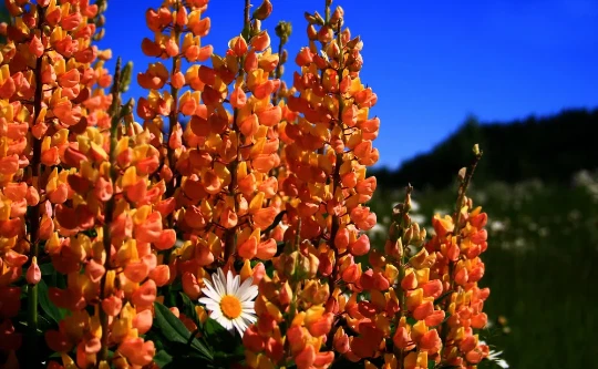 Digitalis obscura 'Sunset' - Dunkler Fingerhut 20 Samen - Bild 1 von 1