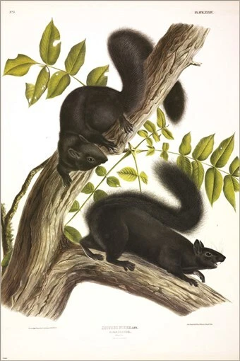 Póster artístico ilustración vintage de ardilla negra de John James Audubon 20x30 Foto 1 de 1