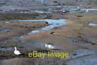 Photo 6x4 Elyrch a Gwylanod Porth Penrhyn Swans and Gulls Bangor  c2007