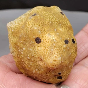100% Natural Mongolia Gobi Eye Rough Agate Stone Collection Specimen - Imagen 1 de 3