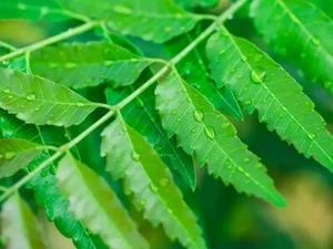 Dried NEEM LEAVES Freshly Picked 100 Ceylon Herbal Pure Organic Premium Quality - Picture 1 of 5