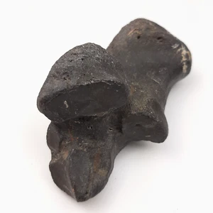 Horse Fossil Pliocene Equus Calcaneum Heel Charlotte County Florida - Picture 1 of 5