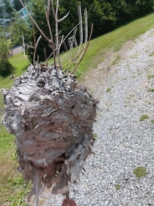 Bald Face Hornet Nest Bee Hive For Taxidermy Wasp Bees House Organic Non GMO - Picture 1 of 4