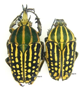 Unmounted beetle/Cetoniidae - Chelorrhina savagei, PAIR 8 - Picture 1 of 1