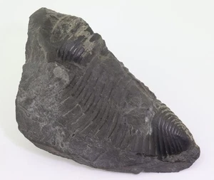 Trilobit, Homalonotus obtusus, Devon, Wissenbacher Schiefer, Niedererbach,D-L812 - Picture 1 of 4
