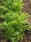 Cress Greek Herb Salad Leaf Veg Uk Sourced Natural Seed 2 Gram Sow By 06/2026