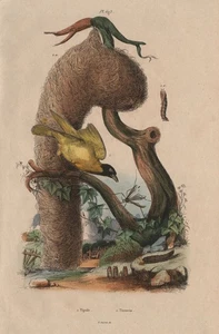 TEXTILIEN. Tipula. Tisserin (Baya Weaver) 1833 altes antikes Druckbild - Bild 1 von 1