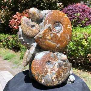 24.64LB Natural Conch Ammonite Fossil Quartz Specimen Reiki Healing Decor - Picture 1 of 23
