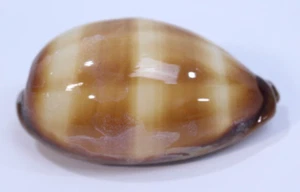 Cypraea Talpa Cowrie Compyonii Seashell 69mm 2.88 Shell Macrocypraea Levianthan - Picture 1 of 23