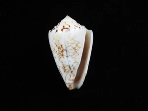 Muschel Conus locumtenens 40,6mm ID#8663 - Bild 1 von 3