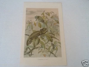 1890's CHAMAELEONS VINTAGE ART PRINT BY P J SMIT - Picture 1 of 1