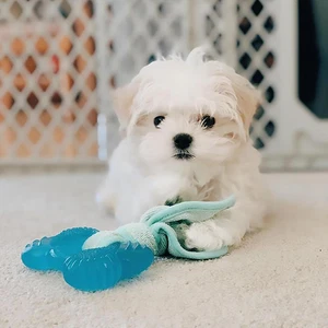 Puppy Teething Chew Toy Freezer Bone with Soothing Cloth Peanut Butter Flavou... - Picture 1 of 12