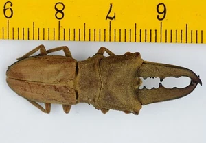 BEETLE - LUCANIDAE - Cyclommatus martinii (39mm) - SARAWAK - MALAYSIA - 9843 - Picture 1 of 2