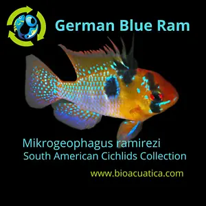 BEAUTIFUL GERMAN BLUE RAM 1.5 INCH UNSEXED (Mikrogeophagus ramirezi) - Picture 1 of 5