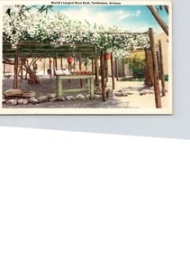 POSTKARTE WELTGRÖSSTER ROSENSTRAUCH GRABSTEIN ARIZONA - Bild 1 von 2
