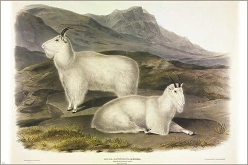 Póster artístico ilustración vintage de cabra de las Montañas Rocosas de John James Audubon 20x30 Foto 1 de 1