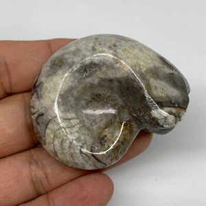 53.7g, 2.1"x1.7"x1", Goniatite Ammonite Polished Mineral from Morocco, F2009 - Picture 1 of 12