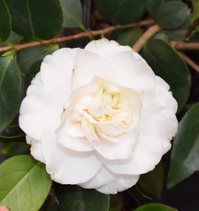 Victory White Camellia in 3.5 inch pot *Cold and Heat Sensitive* - Picture 1 of 4