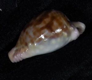 CYPRAEA CORONATA CORONATA - Bild 1 von 3