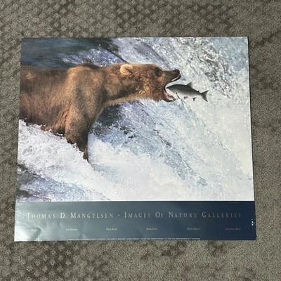 Thomas Mangelsen 27”x24” Catch Of The Day Picture Grizzly Bear Unframed - Image 1 of 4