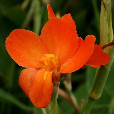 50 Canna 'Cannova Orange Shade' 可行种子 — 第 1/4 张图片