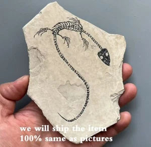 One Real AMPHIBIAN-VERTEBRA-NOTHOSAURIA-JURASSIC Dragon Dinosaur Fossil - Picture 1 of 3