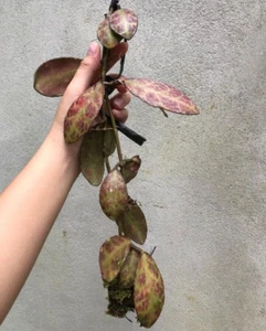 Hoya Waymaniae Red ,Wholesale Buy More get Cheaper Price - Fast Shipping - Picture 1 of 4