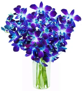 KaBloom Flowers - Valentine Collection - Blue Sapphire Orchid Bouquet of 10 F... - Picture 1 of 6