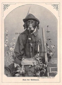Cane tedesco a pelo corto travestito da Weidmann - 1905 - storico. Registrazione ~11x15cm - Foto 1 di 1