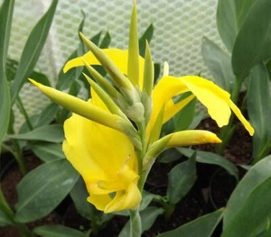 CANNA RA PALE YELLLOW - 5 x seeds - tropical exotic plant with bright flowers - Picture 1 of 1