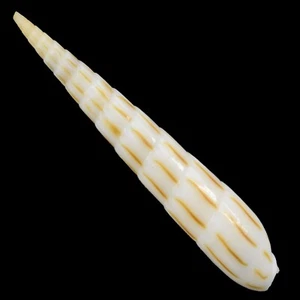 HASTULA LANCEATA (Mindanao, Philippines) 33.0mm #39517 - Picture 1 of 3