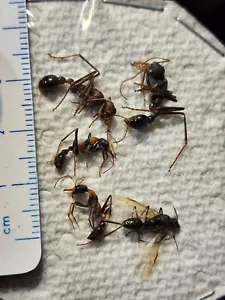 RARE Formicidae Mixed Australian Ant specimens from Australia Entomology Insect - Picture 1 of 4