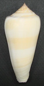 CONUS POEHLIANUS 79.67mm BEAUTIFUL XXL SPECIMEN Liguid Is., Davao, Philippines - Picture 1 of 2