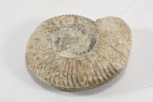 Q28W22- Versteinerung Ammonit Fossil - Bild 1 von 12