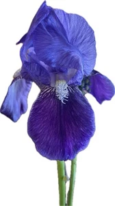 4  Purple Bearded Iris Bulbs / Rhizomes Live Plant - Picture 1 of 2
