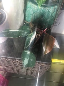 Philodendron “Andersons Red” Variegated - Tropical Foliage PLANT 🌱 - Picture 1 of 10