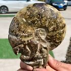 487G Rare! Natural Tentacle Ammonite Fossilspecimen Shell Healing Madagascar