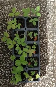 Walderdbeeren Pflanzen, 10 Stück, Süße und Saftige Früchte, Bodendecker - Bild 1 von 2